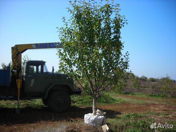 Яблоня Крупномер