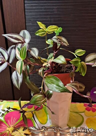 Традесканция, Рэо золотой и розовый, коллизия