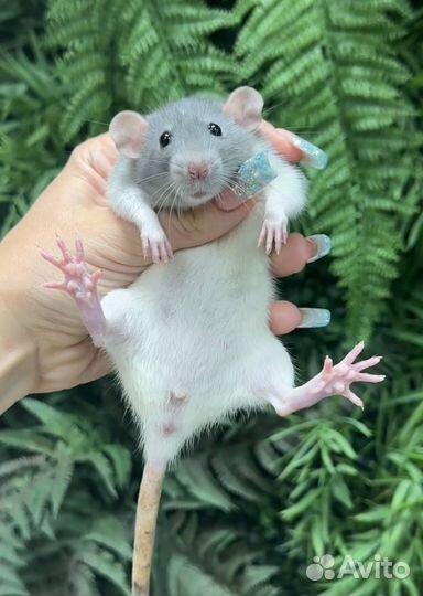 Редкие крысята дамбо от питомника. Крыса Дамбо