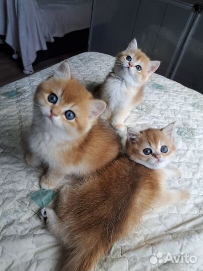 Британская золотая шиншилла