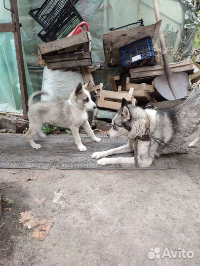 Хаски мальчик с разными глазами