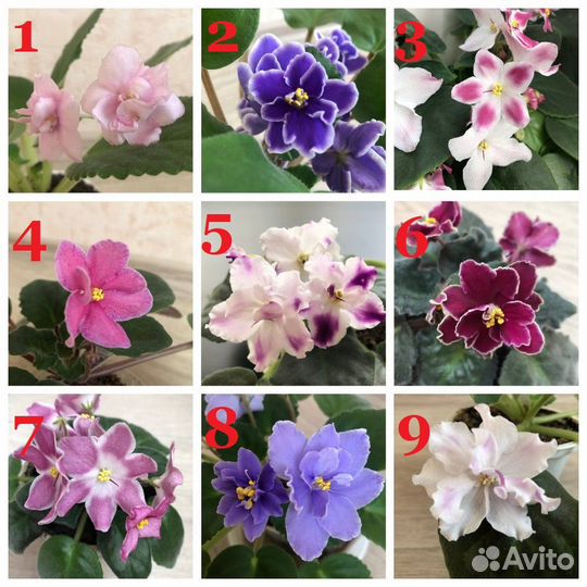 Сортовые фиалки (стартеры), есть цветущие