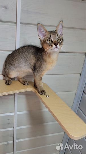 Кошка чаузи ф2