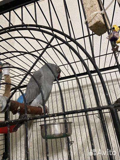 Ожереловый попугай