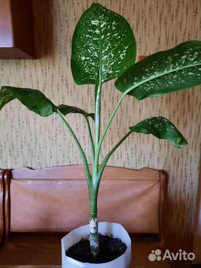 Цветок,дифенбахия