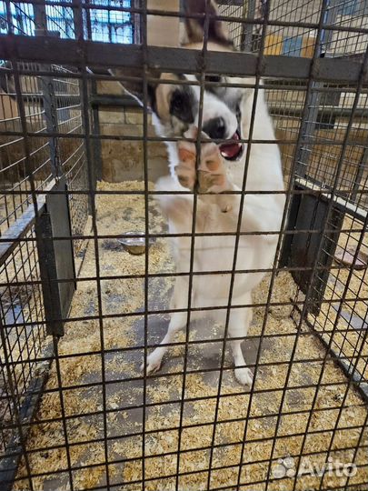 Собака Лакки