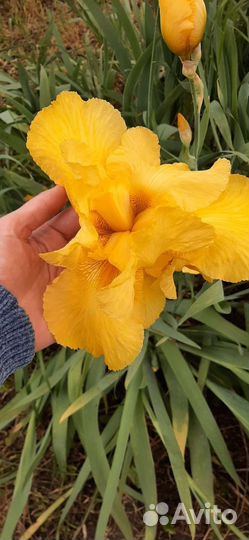 Ирисы бородатые