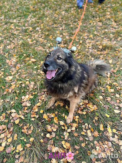 Пушистик Дэнчик ищет дом