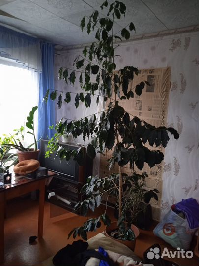 Кофе арабика дерево