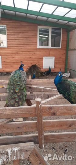 Павлины Черноплечие/Индийские