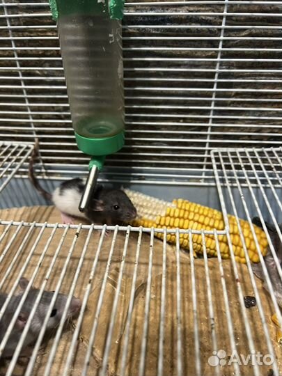 Декоративная крыса дамбо