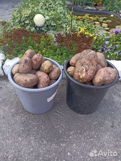 Картофель Крупный