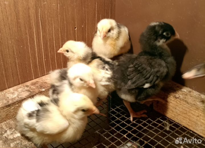 Цыплята