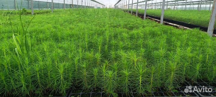 Саженцы сосны зкс в розницу