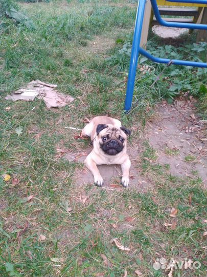 Мопс продам
