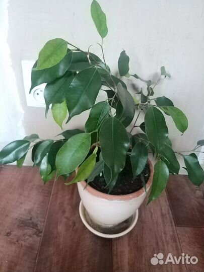 Фикус бенджамина