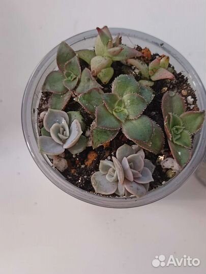 Сочные и красочные суккуленты