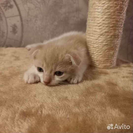 Котята в добрые руки бесплатно