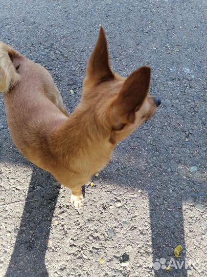 Вязка мини той