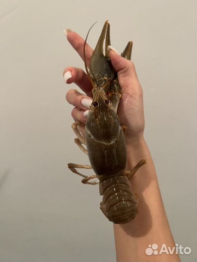 Раки крупные