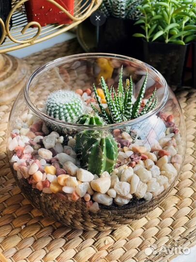 Экзотические долгожители кактусы микс