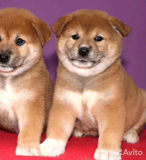 Красавцы сиба