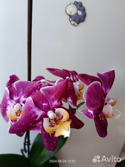Орхидея фаленопсис Маргарита