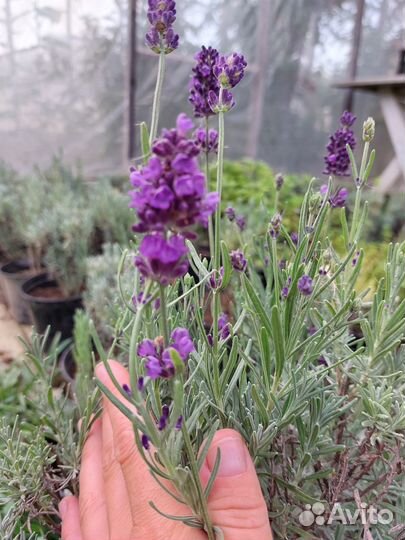 Лаванда Хиткот фиолетовая