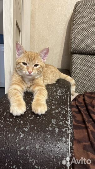 Котик в добрые руки
