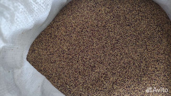 Семена Клевер Красный Многолетний