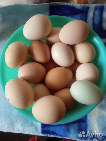 Домашние куриные яйца