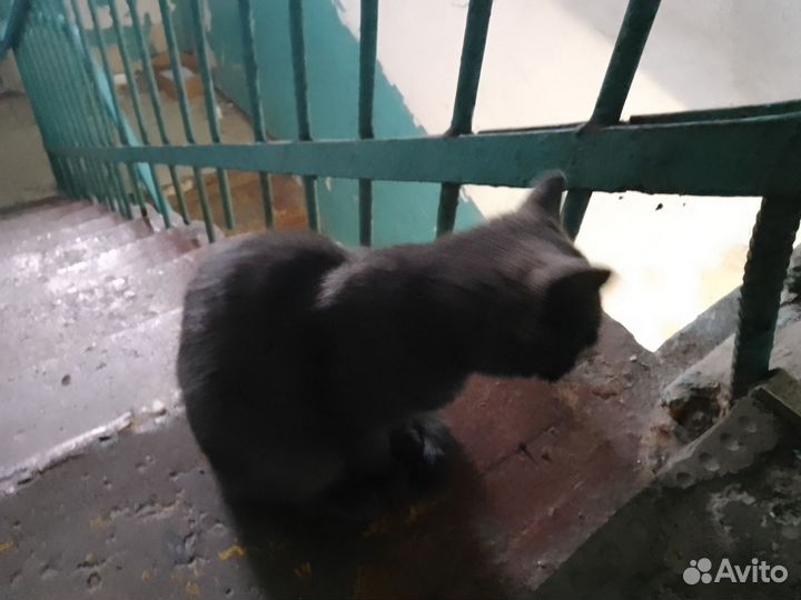 Черный котенок