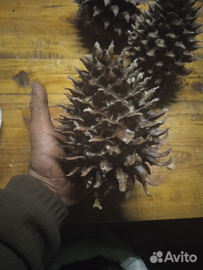 Шишка сосны Мартинеса