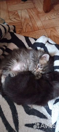 Котенок