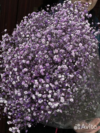 Гипсофила оптом