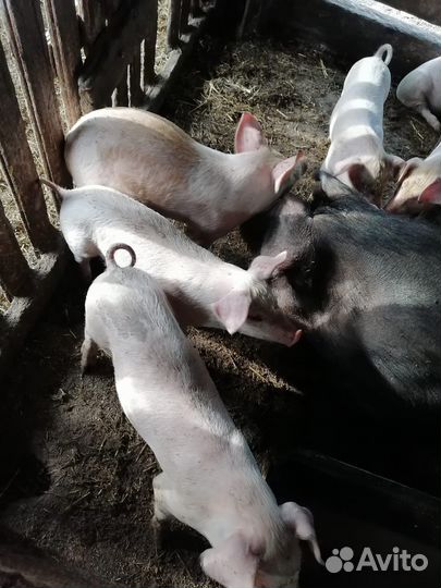 Продаются поросята