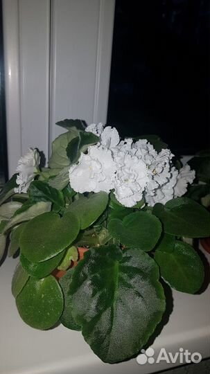 Фиалка белая