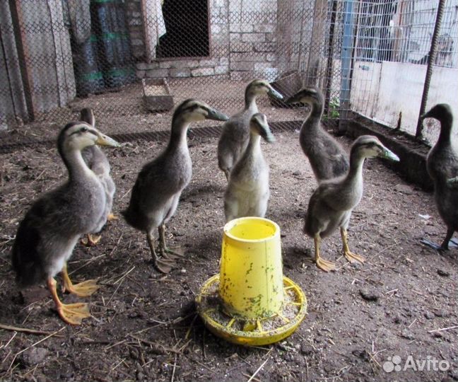 Утята, индийский бегунок, агидель