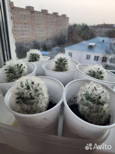 Кактус маммилярия