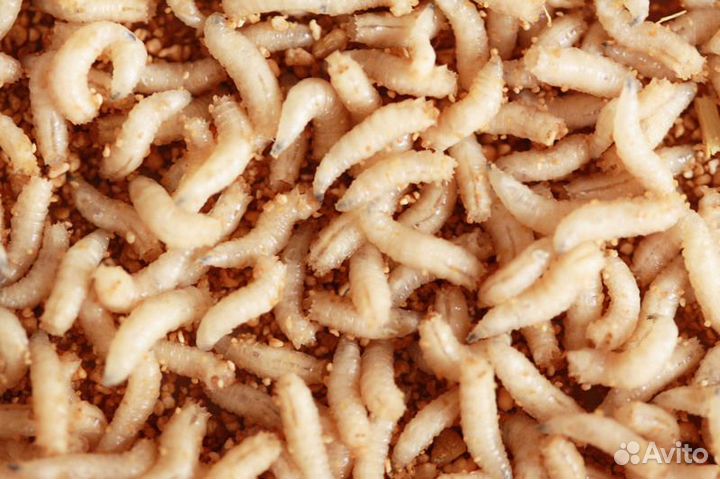 Наживка для рыбалки оптом и в розницу