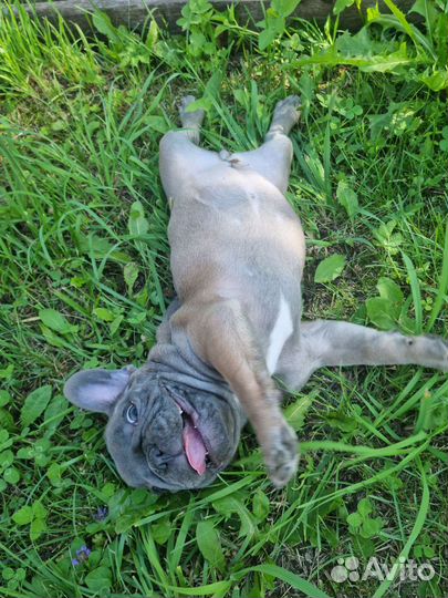 Щенок французского бульдога