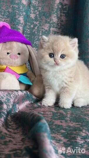 Британска кошка в драгоценном окрасе
