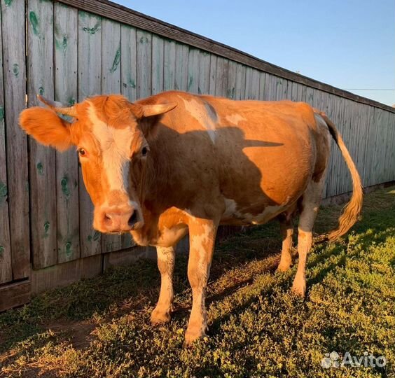 Корова с теленком