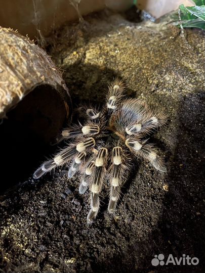 Паук птицеед