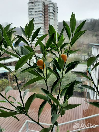 Цитрусовые растения. Лимон,мандарин, кумкват