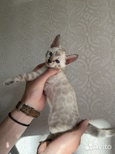 Бенгальские котята