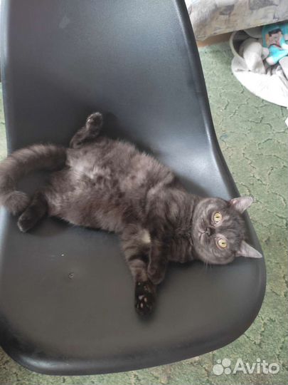 Кошка в дар шотландскую