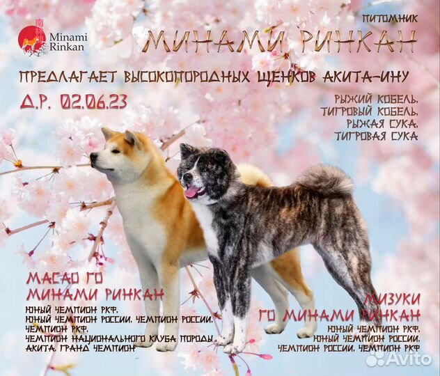 Акита ину щенки