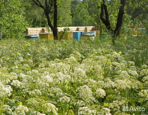 Мед 2024 года Алтайский оптом