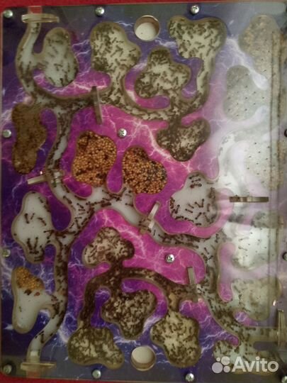 Муравьиная ферма с муравьями